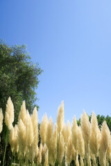 Landscape design in a tropical country, fluffy grass.