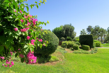 dense lawn grass. The green lawn is short-cropped