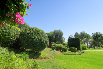 dense lawn grass. The green lawn is short-cropped