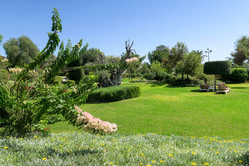dense lawn grass. The green lawn is short-cropped