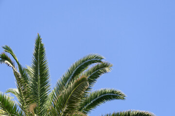 frame for decoration with palm and coconut leaves