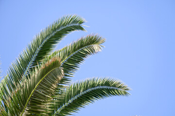 frame for decoration with palm and coconut leaves