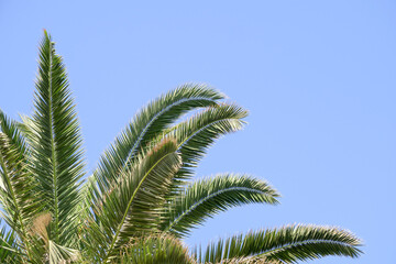 frame for decoration with palm and coconut leaves