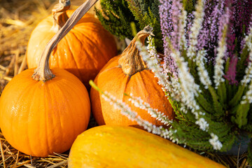 Dynia dynie jesień © mydayphoto