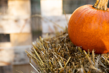 Dynia dynie jesień © mydayphoto