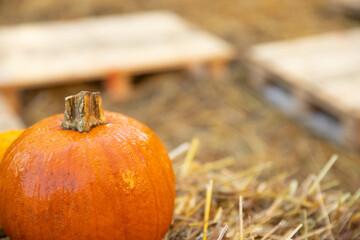 Dynia dynie jesień © mydayphoto