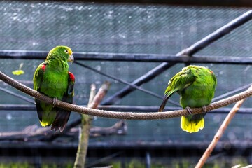 Two green vibrant parrots perch on a rope in an enclosed aviary. One faces forward with colorful feathers on display, while the other bird is scratching itself below its wing.