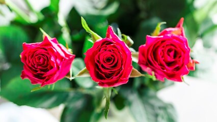 Three stunning red roses in a row in full bloom, their vibrant petals radiating beauty amidst lush green leaves. The scene captures the romance, elegance, and timeless allure of nature's finest.