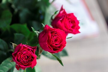 A beautiful close-up of three red roses in full bloom, displaying their vivid, velvety petals and surrounded by lush green leaves. The image radiates elegance, love, and the allure of natural beauty.