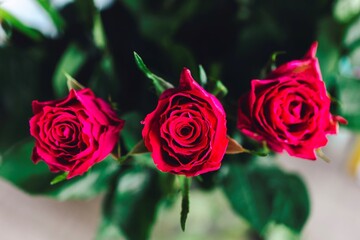 Three stunning red roses in a row in full bloom, their vibrant petals radiating beauty amidst lush green leaves. The scene captures the elegance, romance, and timeless allure of nature's finest.