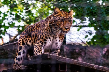 Standing on a wooden platform, the leopard gazes out with focus and strength. Enveloped by vibrant...