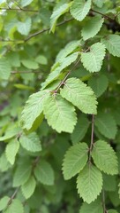 Delicate aspen leaves creating a fresh spring scene