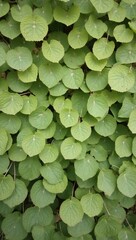 Fototapeta premium Delicate aspen leaves creating a fresh spring scene
