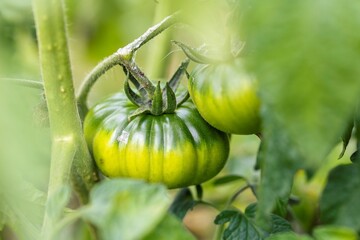 A vivid scene of an unripe beef tomato still attached to the vine, surrounded by dense green leaves and clusters of yellow flowers, showcasing nature’s growth in a backyard garden.