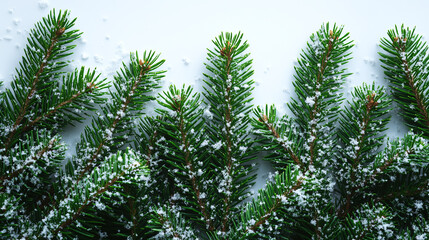 Obraz premium beautiful Christmas tree paws close-up