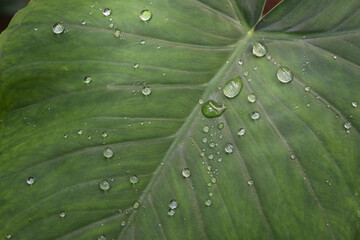 A soft focus surface view of a elephant ear leaf with rain droplets on top of it