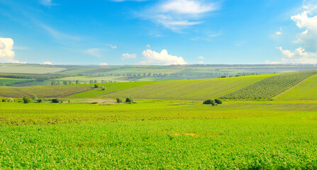 A field with green alfalfa and blue sky. Wide photo. © alinamd