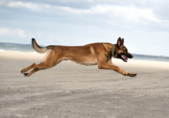 Running belgian malinois