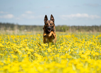 Belgian malinois rumping in dandelions