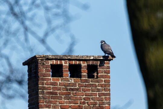 A solitary pigeon sits atop a rustic brick chimney against a clear blue sky, depicting urban wildlife and serene solitude.