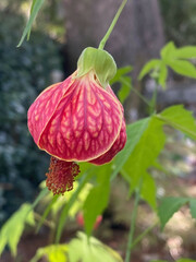 Redvein Abutilon striatum flower in a natural garden scene, highlighted against a blurred green background, showcasing intricate petals and delicate structure.
