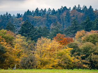 Herbstlich gef&auml;rbte B&auml;ume im Mischwald