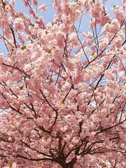 Fototapeta premium Japanese cherry blossoms in spring