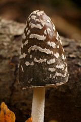 close-up of ink cap mushroom in forest