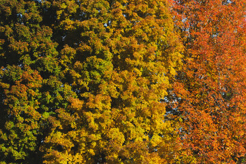 Large tree with gradient of fall colors.