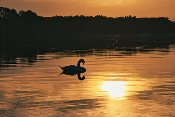 Schwan im Abendrot - Sunset - Golden - Wildlife - Background - Nature - Wasser - Vogel -...