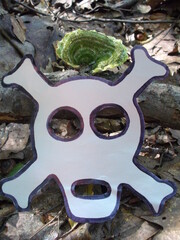 Poisonous mushroom in forest on forest litter and hazard pictogram Skull and Crossbones, informing...