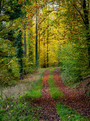 Obraz premium Waldweg im Herbst