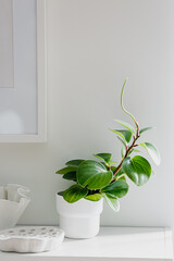 Houseplant pot on white background. Light wall. Frame. Copy space. Cozy home