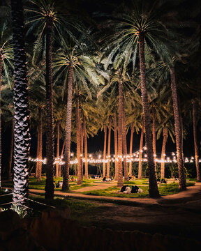 Natural setting between palm trees and under fairy lights at AlUla, Saudi Arabia