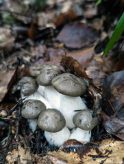 A cluster of wild fungi pushes through autumn debris, their silvery caps glistening with moisture in the dappled forest light