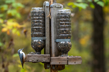The nuthatch on a feeder with seeds in the forest