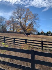 Fototapeta premium Horse stands beneath a colorful autumn tree with leaves in shades of red, orange, and yellow. The scene captures the beauty of fall in a natural setting, with the horse adding a serene.