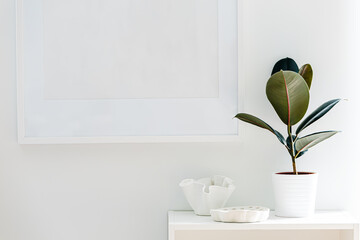 Houseplant pot on white background. Ficus plant and stones. Light wall decoration. Frame. Copy...
