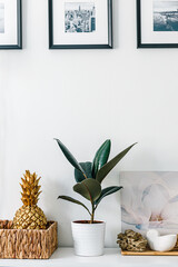 Houseplant pot on white background. Ficus plant and stones. Pineapple. Light wall decoration. Frame. Copy space. Cozy home.