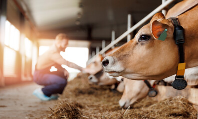 Farmer Tending to Cows in Modern Dairy Farm Barn with sunlight, banner