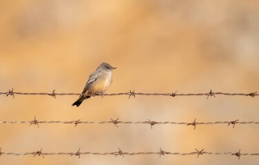 Says Phoebe on a fence with beautiful golden background