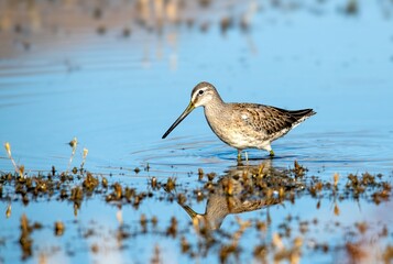 Long billed dowitcher up close foraging in blue waters of a shallow pond