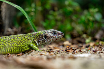 Green lizard in the nature, close up, blurry background