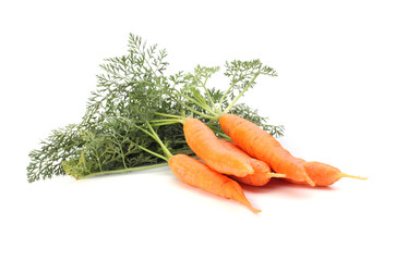 Fresh carrots bunch with green leaf tops.