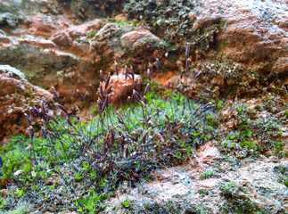 a close-up of green Tortula moss growing from rocks