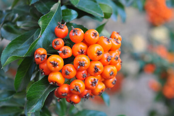 small fruits of the fireweed bush