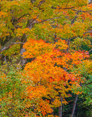Colorful foliage in the forest of Cape Breton Island, Nova Scotia, Canada
