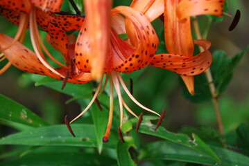Flowers Lilium lanceolate. This type of lily has alternately arranged leaves and orange flowers. The petals of the inflorescence are large, long, curved, orange in color with black dots.