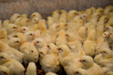 Crowd of Chicks