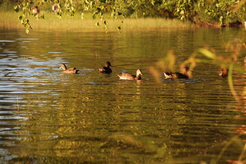 Wild ducks. Forest lake, on the shore grow reeds, bushes and trees. Several wild birds swim on the water near the shore. They have a brown-black color, ducks are looking for food in shallow water.